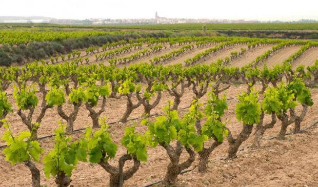 Casa Rural Ardetxal A 16Km De Logrono Y Laguardia Vinaspre Exterior photo
